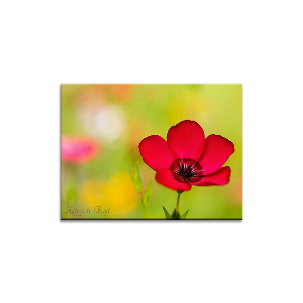 Blumenbild: Buntes Blumenbeet