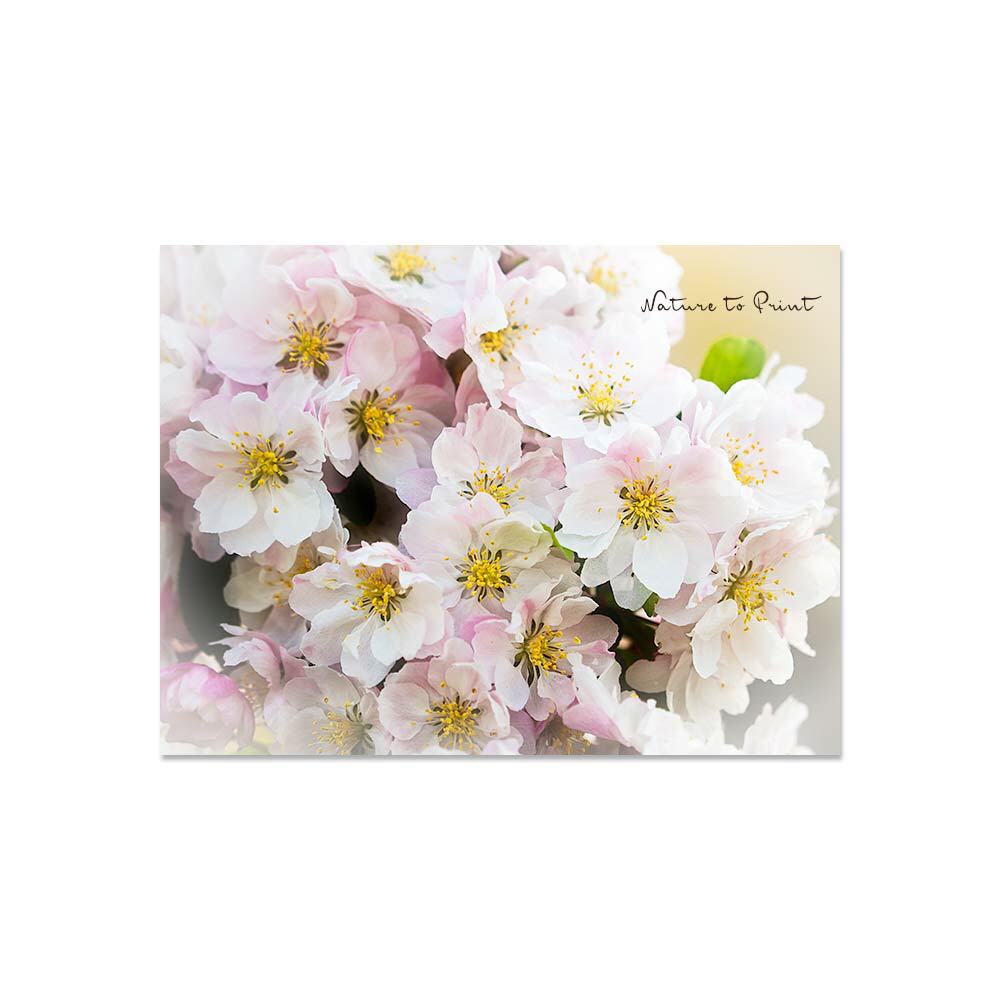 Rosa Apfelbllüten | Blumenbild auf Leinwand, Kunstdruck, FineArt, Acrylglas, Alu, Kissen