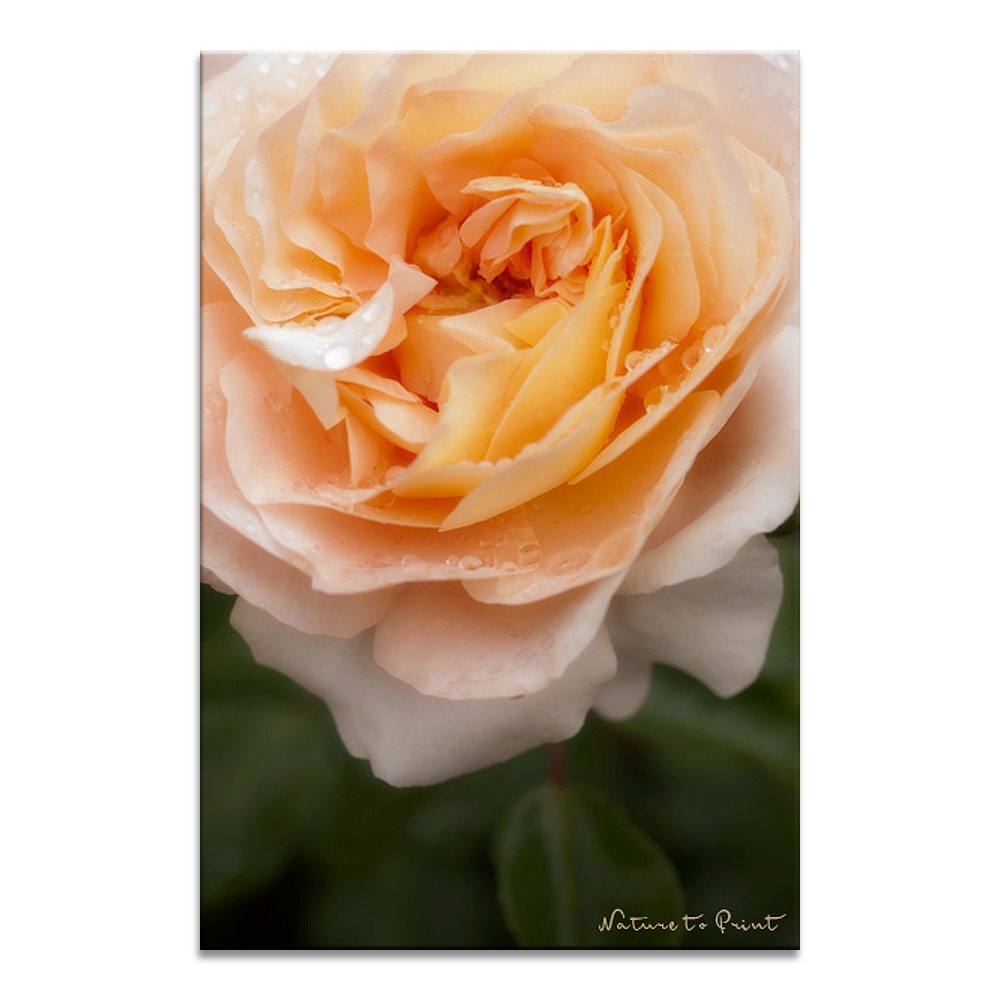 Rose in Aprikot (Sangershausener Jubiläumsrose)