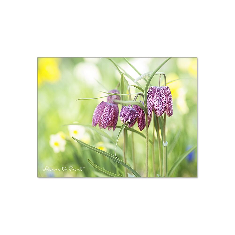 Frühlingreigen mit Schachbrettblumen als Leinwandbild, Kunstdruck oder Fototapete