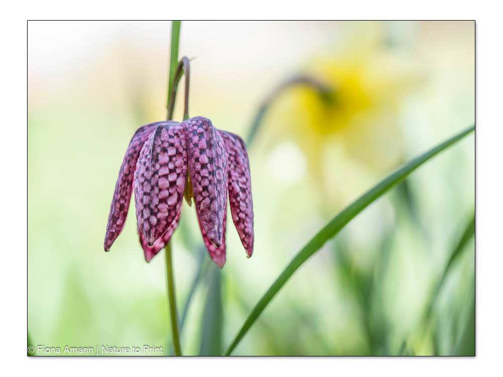 Schachbrettblume, Blumenbild auf Leinwand, Alu, Acryglas, Kunstdruck oder FineArt