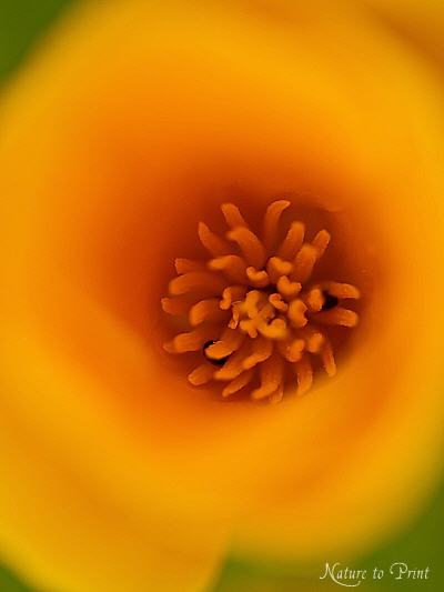 Blumenbild Kalifornischer Goldmohn