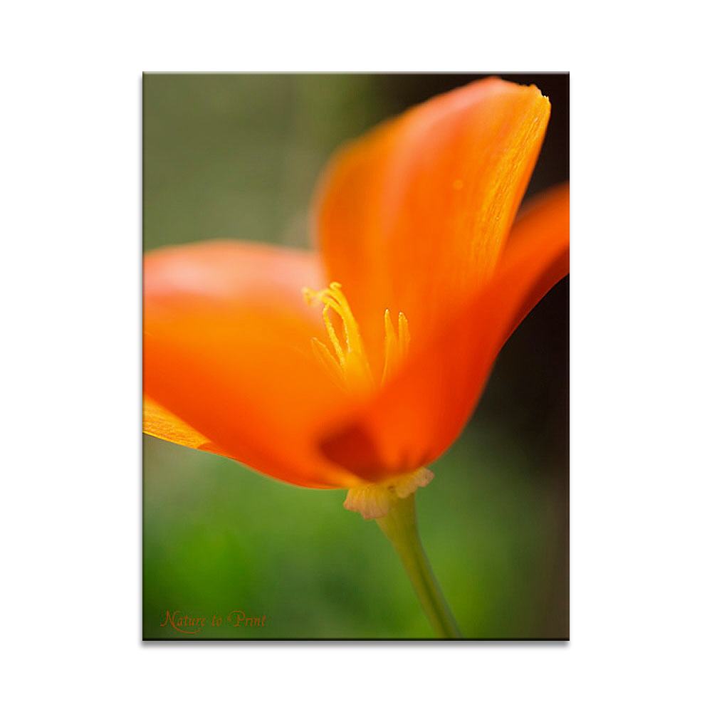 Oranger Goldmohn Blumenbild auf Leinwand, Kunstdruck, FineArt, Acrylglas, Alu, Fototapete, Kissen