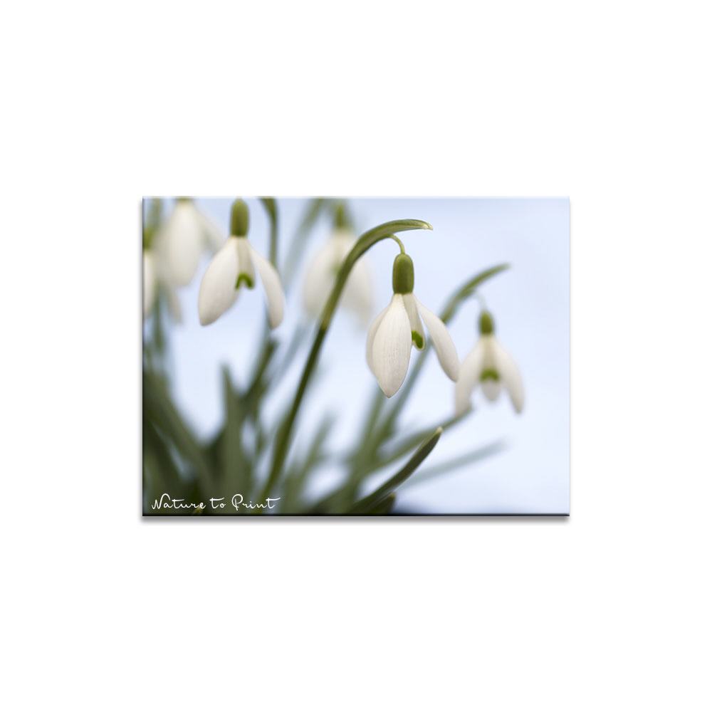 Schneeglöckchens Erwachen | Blumenbild auf Leinwand, Kunstdruck, FineArt, Acrylglas, Alu, Fototapete, Kissen