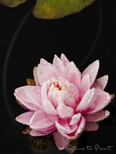 Blumenbild Rosa Seerose mit Blatt