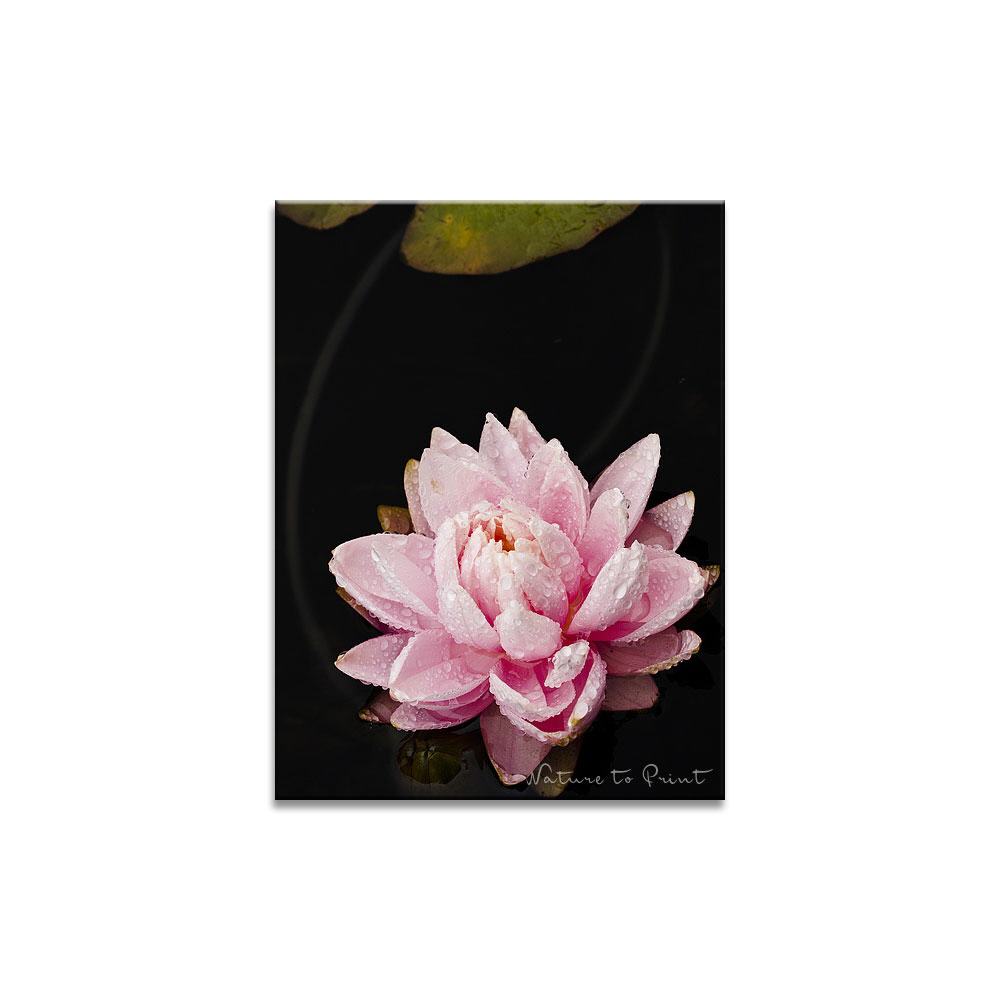 Seerose mit Blatt  Blumenbild auf Leinwand, Kunstdruck oder FineArt