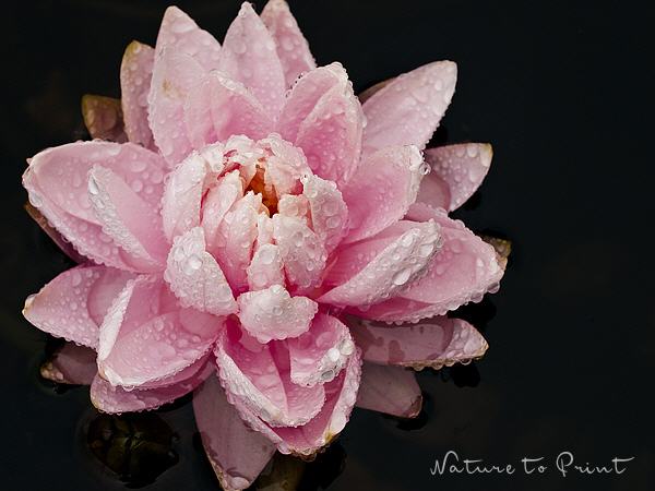 Blumenbild Rosa Seerose, Querformat