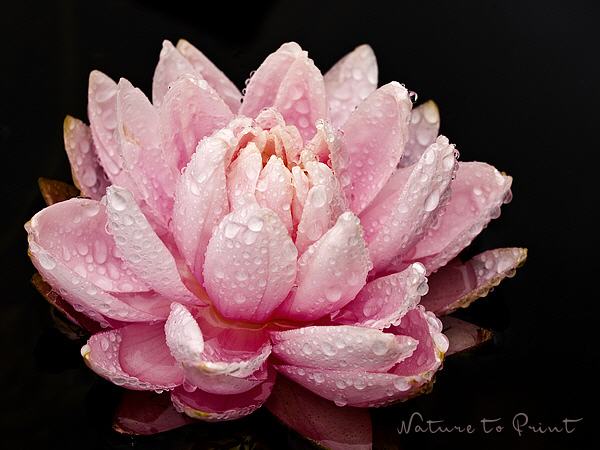 Blumenbild Pink Pons Lily im Regen
