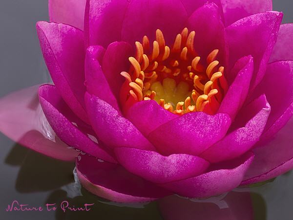 Blumenbild Seerose Hot Pink, Querformat
