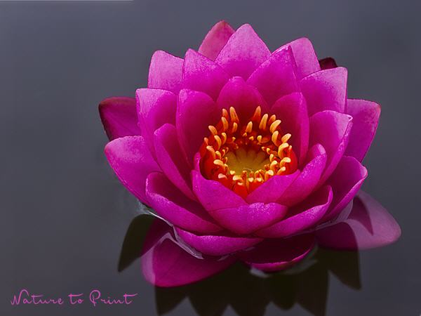 Blumenbild Seerose Pink Beauty im Teich
