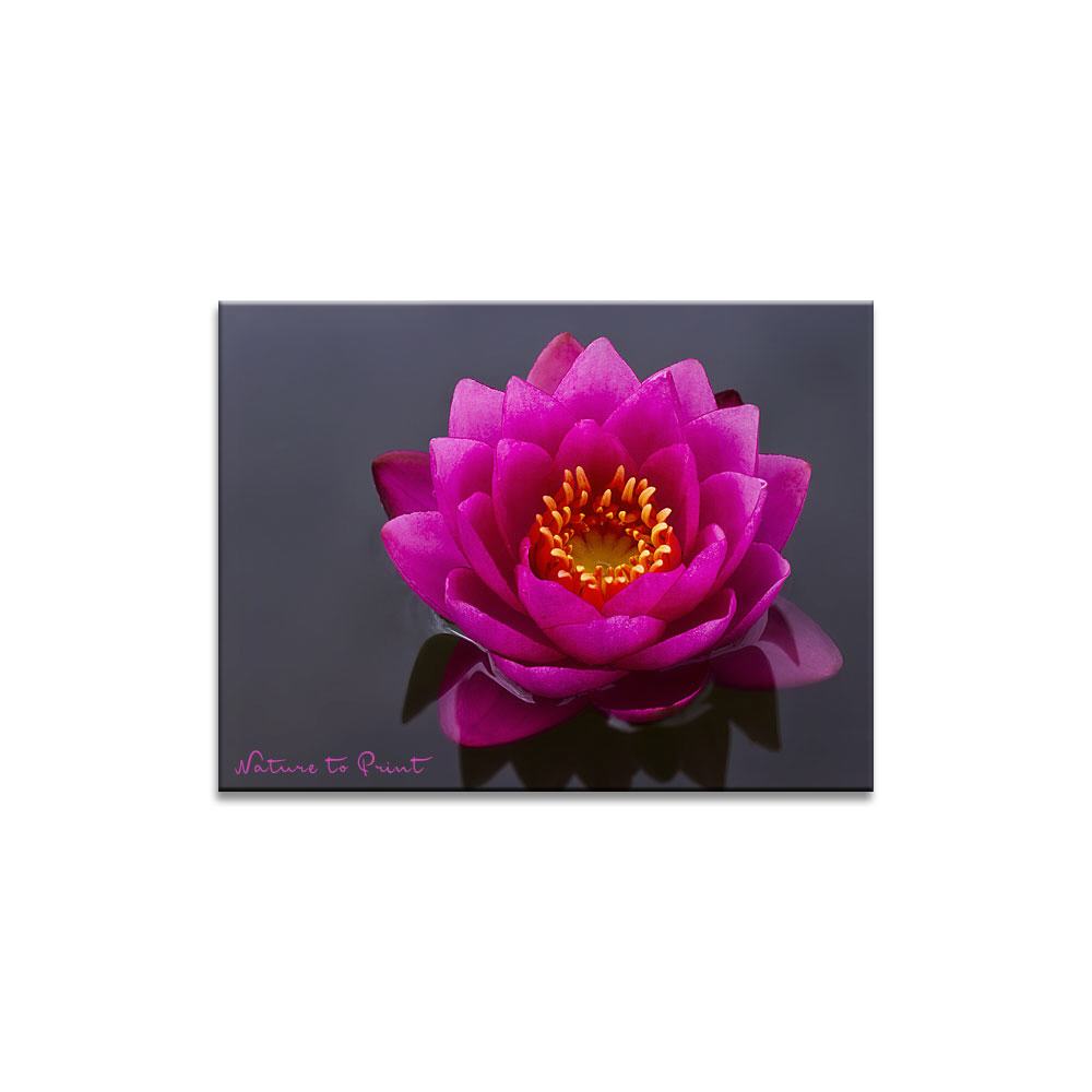 Seerose Pink Beauty  Blumenbild auf Leinwand, Kunstdruck oder FineArt