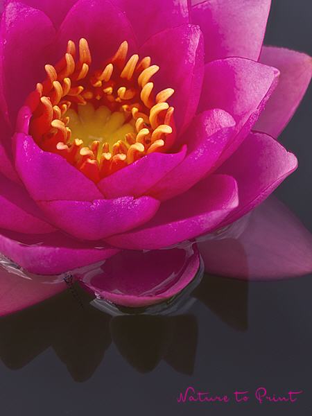 Blumenbild Seerose Hot Pink