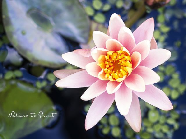 Blumenbild auf Leinwand Kleine Rosa Seerose