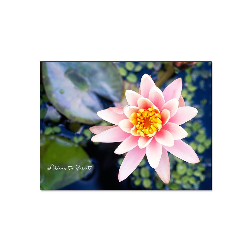 Leinwandbild Kleine Rosa Seerose