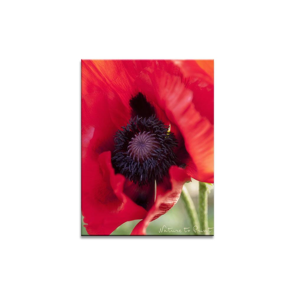 Glück in Schwarz und Rot | Blumenbild auf Leinwand, Kunstdruck, FineArt, Acrylglas, Alu, Fototapete, Kissen