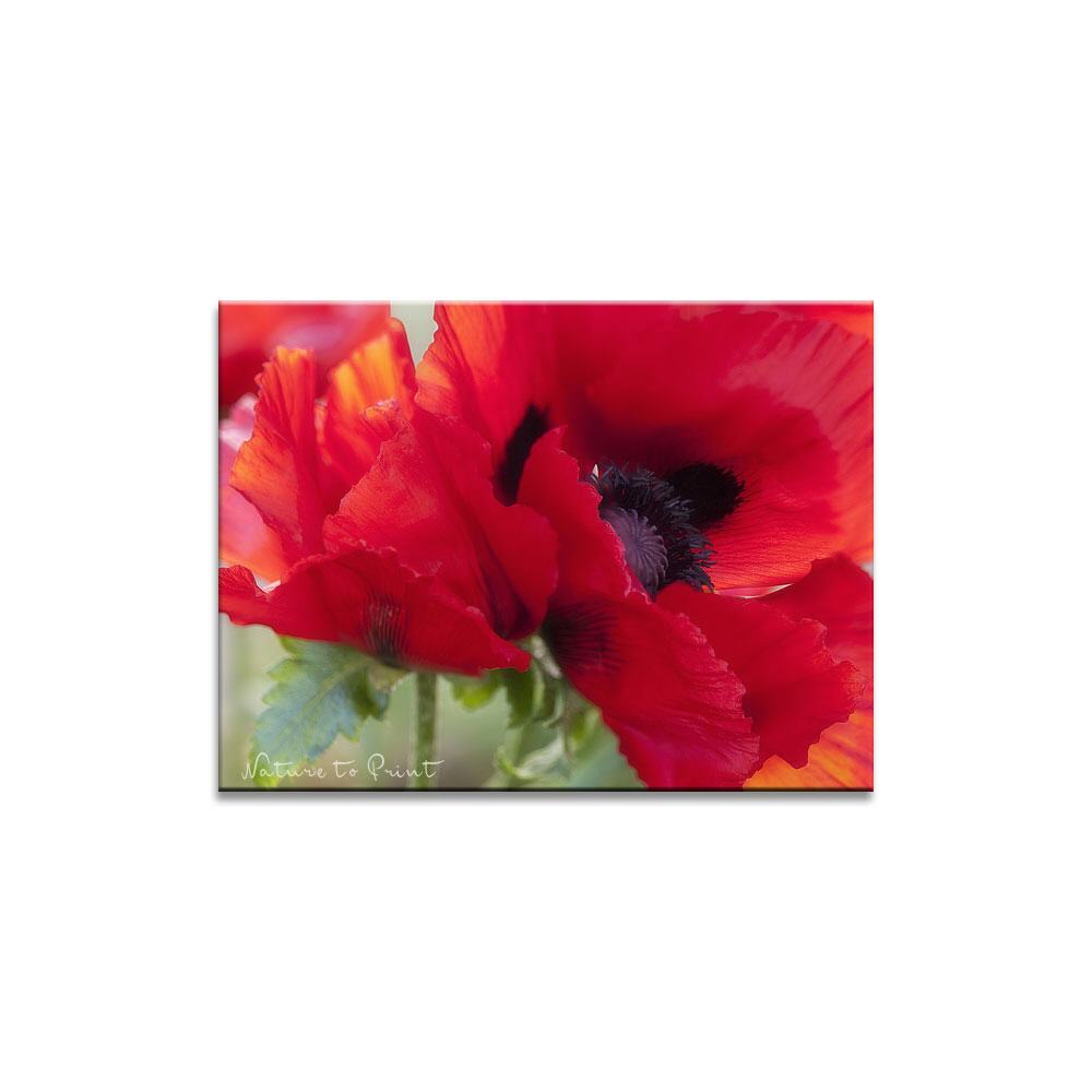 The Power of Poppy Blumenbild auf Leinwand, Kunstdruck oder FineArt