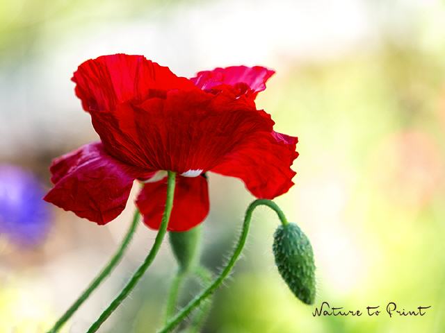 Blumenbild Roter Seidenmohn