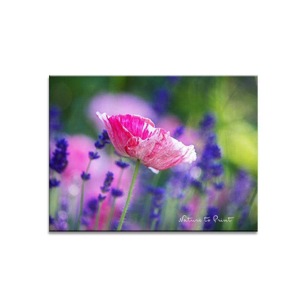 Seidenmohn an Lavendel Blumenbild auf Leinwand, Kunstdruck oder FineArt