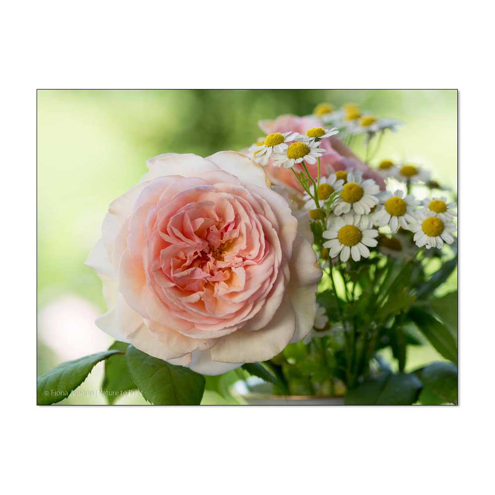 Morgengabe mit Rosen, Blumenbild auf Leinwand, Kunstdruck, FineArt, Alu, Acrylglas