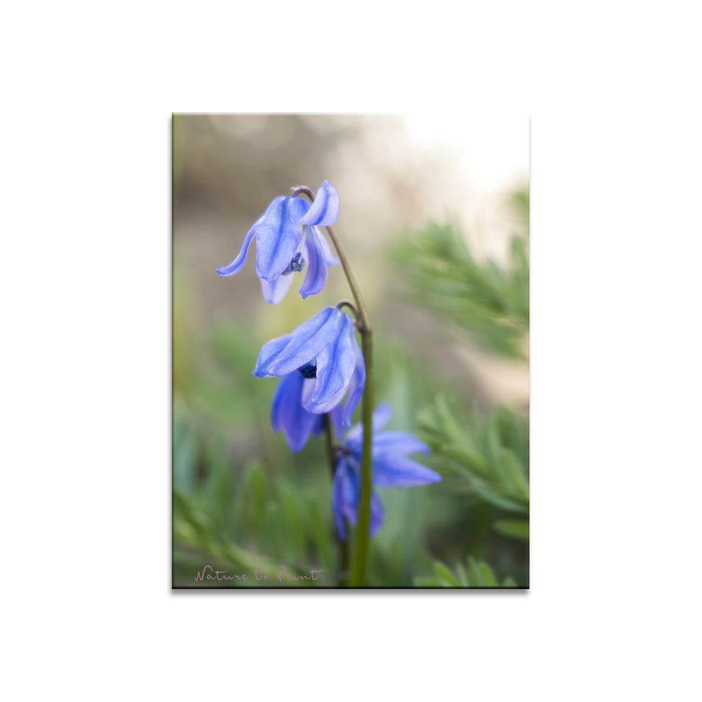 Blaue Sternchn im Feengarten | Blumenbild auf Leinwand, Kunstdruck,Acrylglas, Alu, Kissen