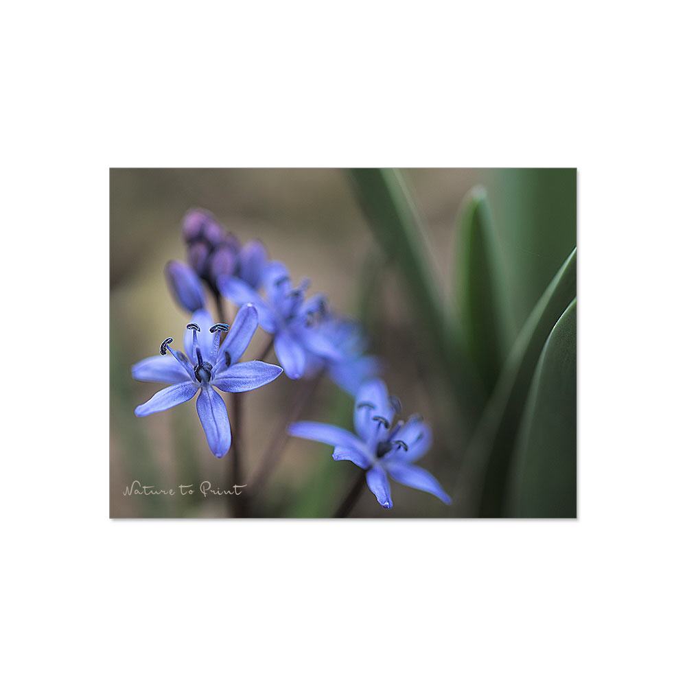 Bezaubernde Blausternchen | Blumenbild auf Leinwand, Kunstdruck,Acrylglas, Alu, Kissen