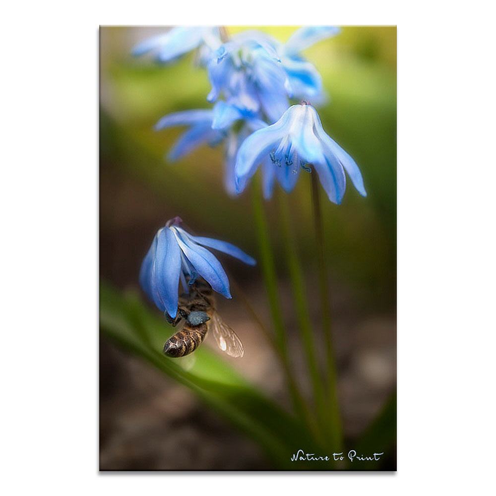 Biene Majy in Blue Jeans  | Blumenbild auf Leinwand, Kunstdruck,Acrylglas, Alu, Kissen