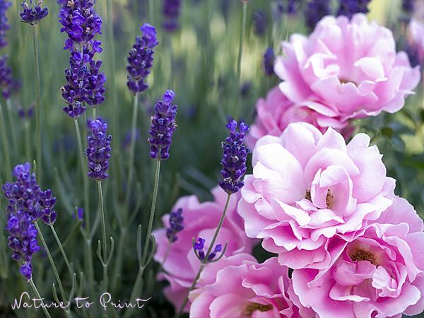 Rosenbild Sommerwind an Lavendel