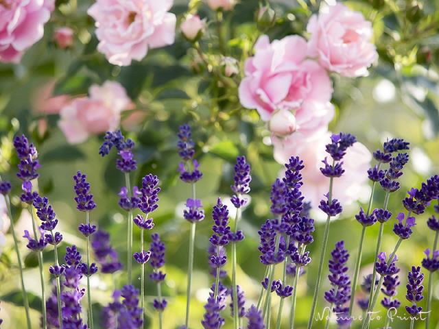 Blumenbild Leichte Sommerbrise mit Lavendel