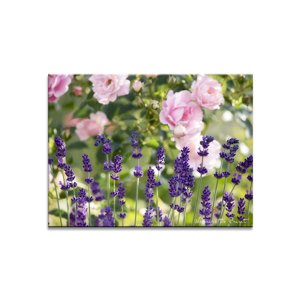 Sommerbrise mit Lavendel | Blumenbild auf Leinwand, Kunstdruck, FineArt, Acrylglas, Alu, Fototapete, Kissen