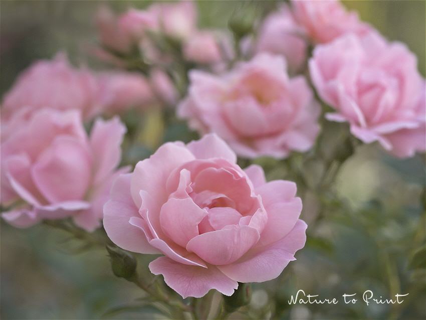 Rose Sommerwind  Blumenbild auf Leinwand, Kunstdruck, FineArt, Acrylglas, Alu, Fototapete, Kissen