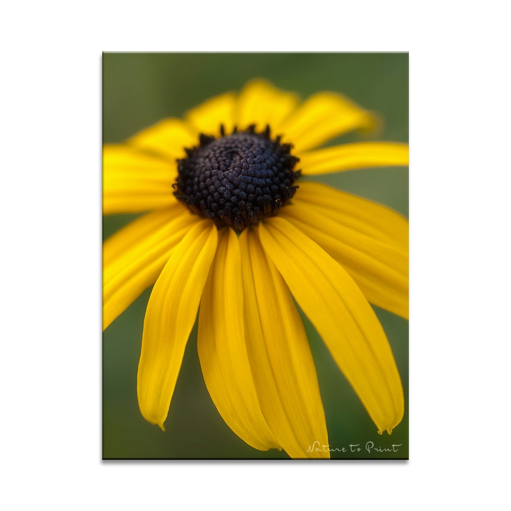Blumenbild Gelbe Sonnenhut-Blüte