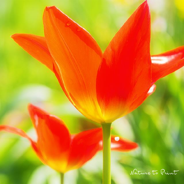 80x45cm Gerahmt Tulpe Bild auf Leinwand Natur Blume 