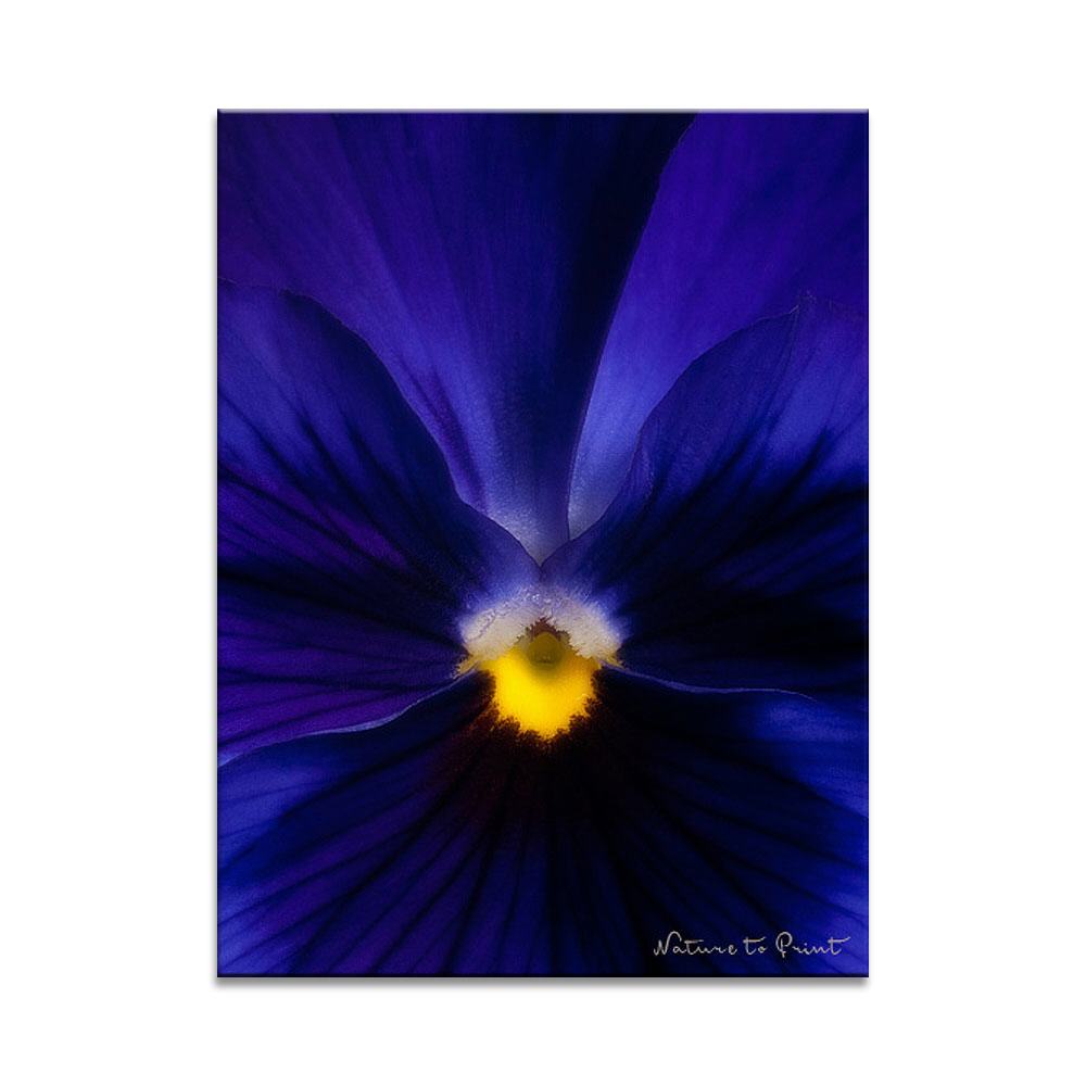 Deep Blue | Viola | Blumenbild auf Leinwand, Kunstdruck, FineArt, Acrylglas, Alu, Fototapete, Kissen