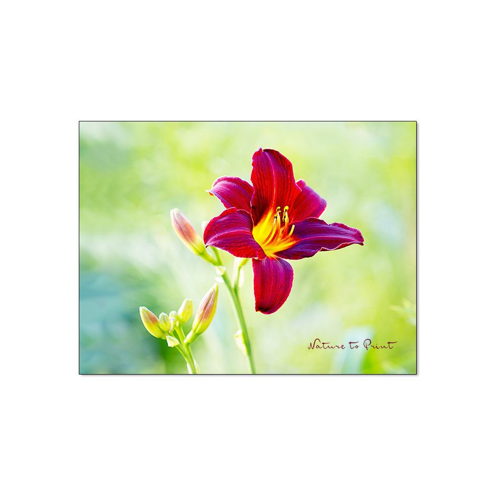 Taglilie Tang begrüßt den Tag  | Blumenbild auf Leinwand, Kunstdruck, FineArt, Acrylglas, Alu, Fototapete, Kissen