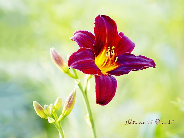 Blumenbild Taglilie Tang begrüßt den Tag