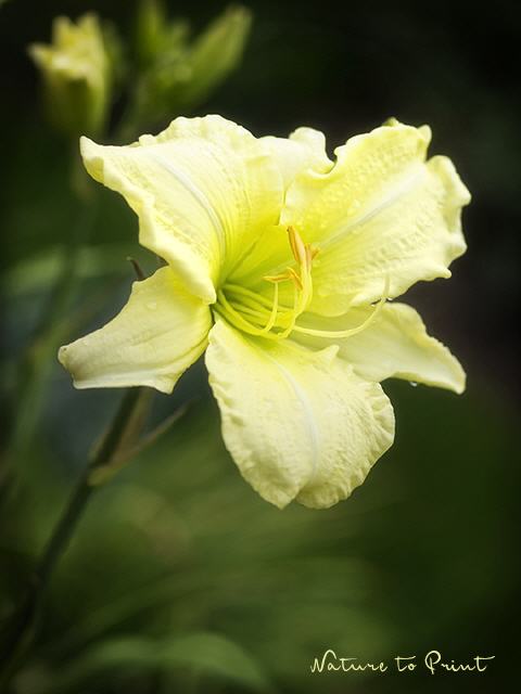 Blumenbild Zitronengelbe Taglilie