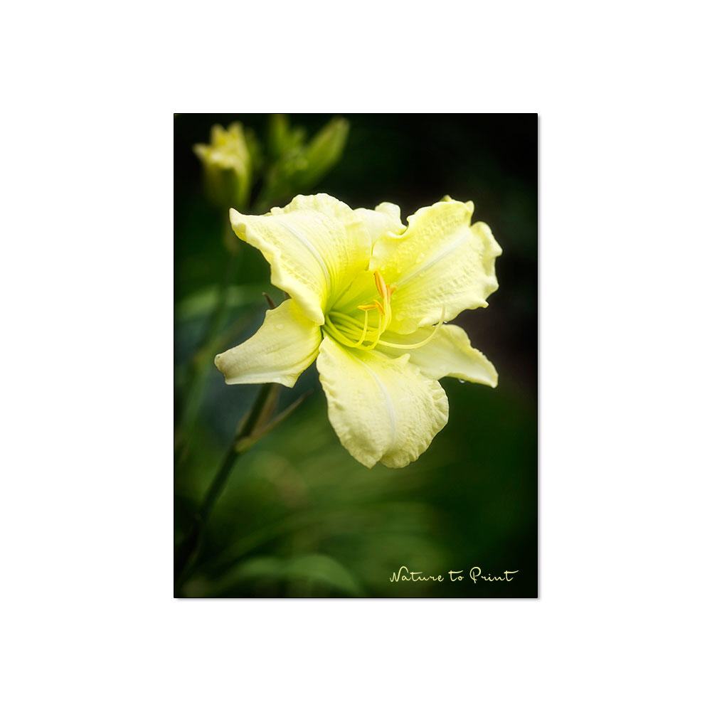 Zitronengelbe Taglilie  | Blumenbild auf Leinwand, Kunstdruck, FineArt, Acrylglas, Alu, Fototapete, Kissen