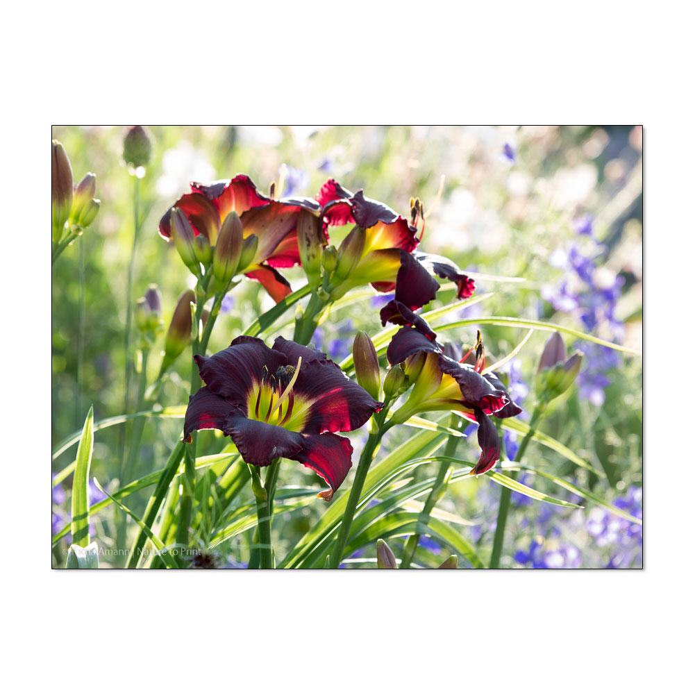 Blütenpracht mit Taglilie und Gara | Blumenbild auf Leinwand, Alu-Dibond, Acrylglas oder FineArt