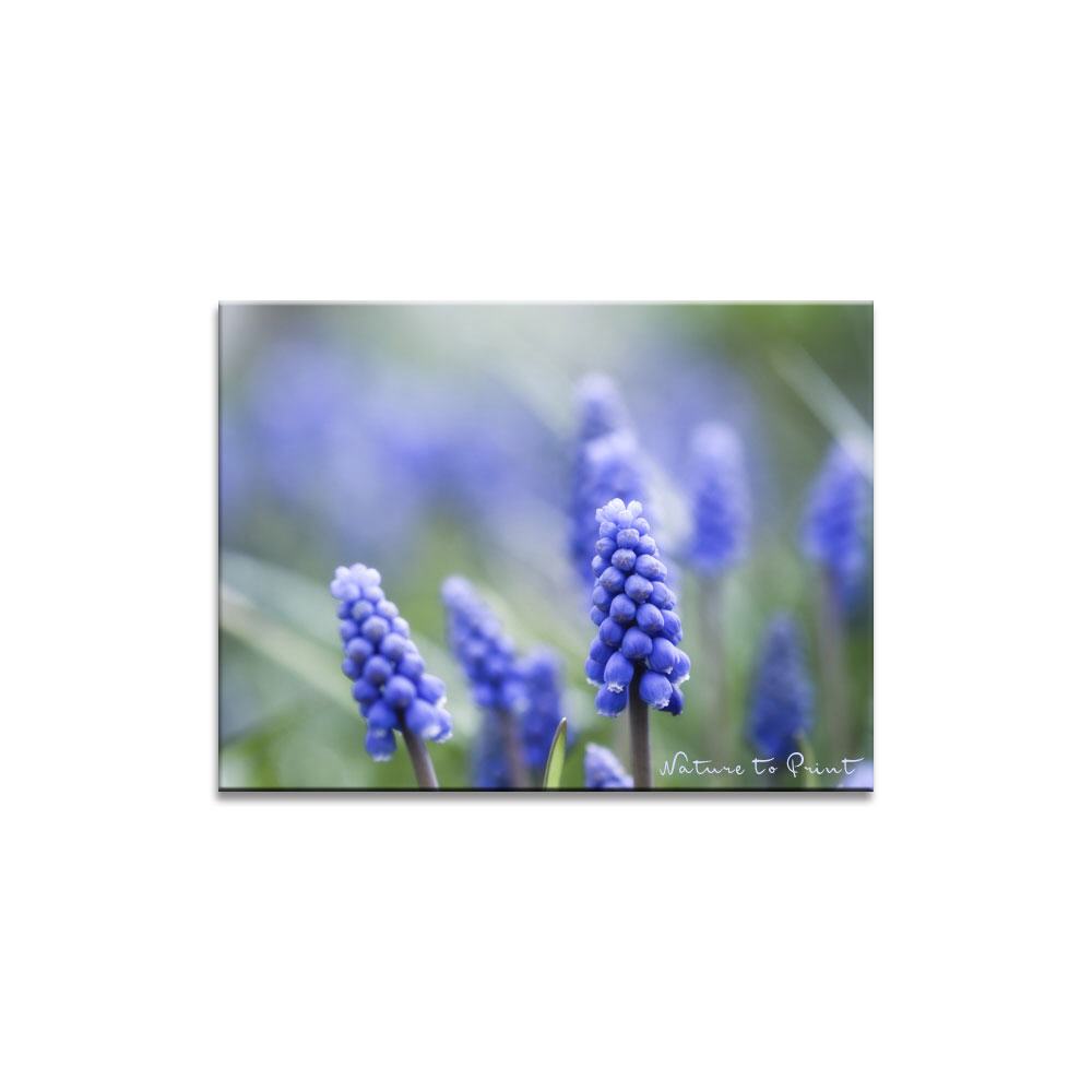 Blaues Frühlingswunder  | Blumenbild auf Leinwand, Kunstdruck, FineArt, Acrylglas, Alu, Fototapete, Kissen
