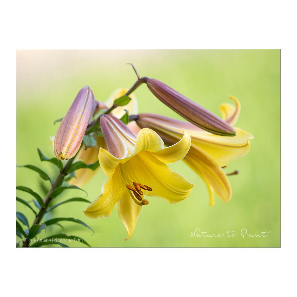 Goldene Trompetenlilie Blumenbild auf Leinwand, Kunstdruck oder FineArt