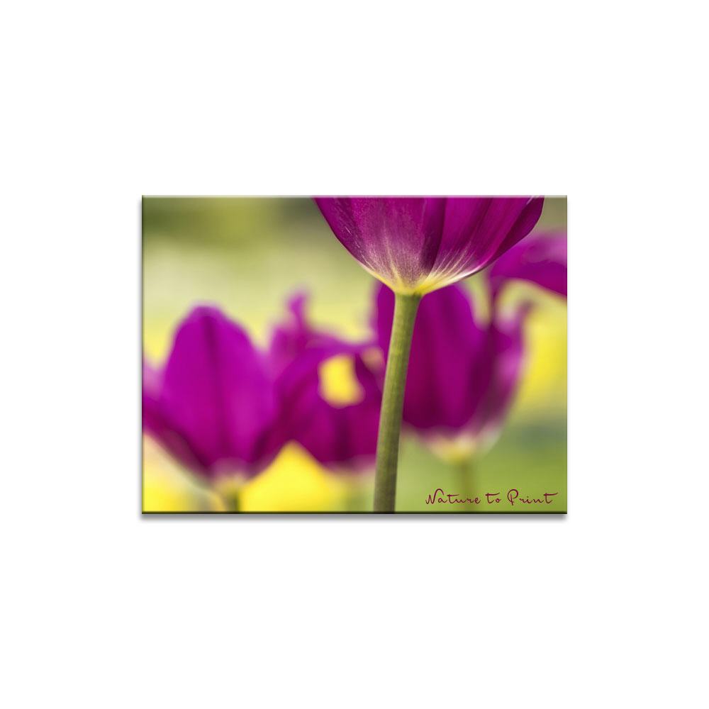 Purple Dream vom Winde verweht Blumenbild auf Leinwand, Kunstdruck oder FineArt