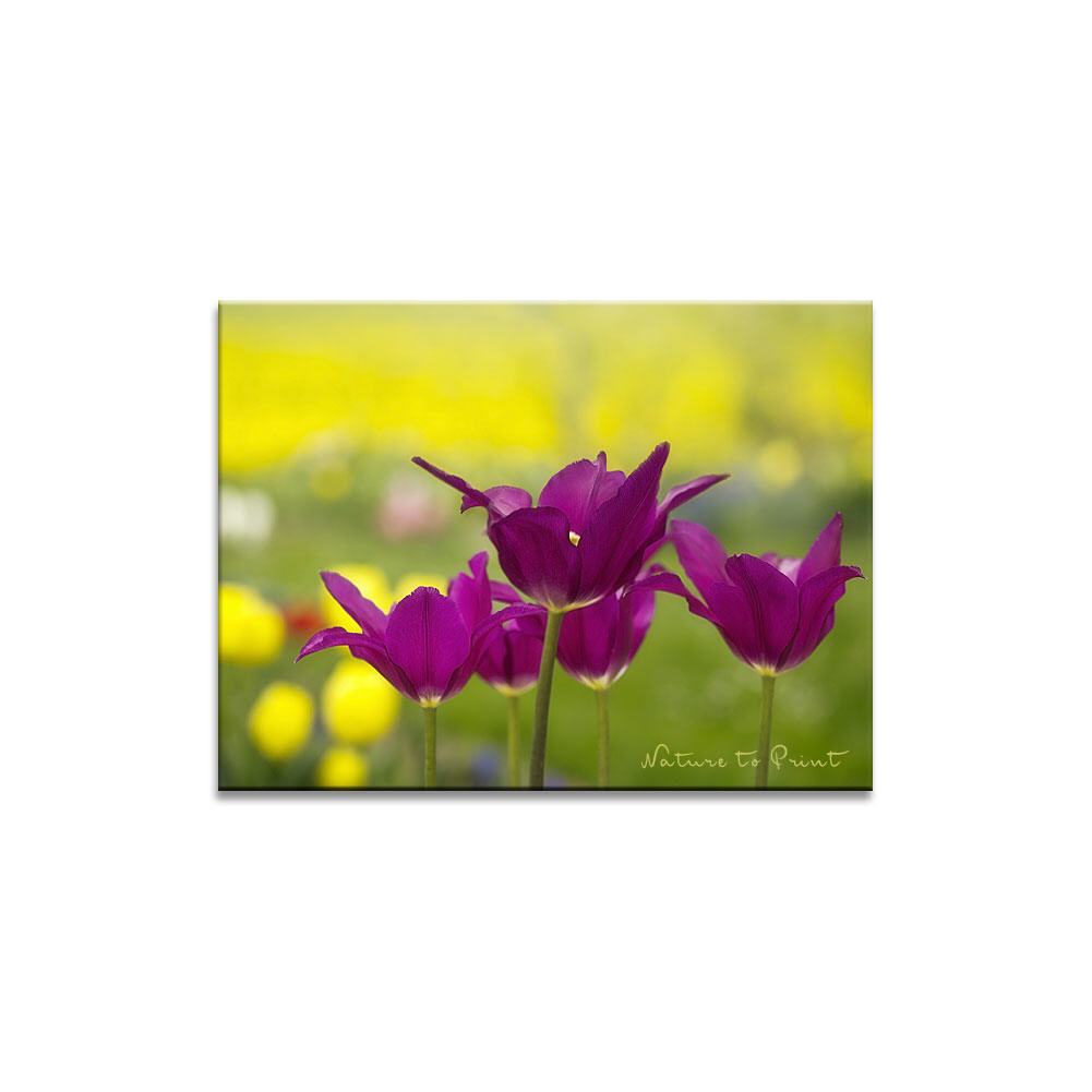 Purple Dream in Motion Blumenbild auf Leinwand, Kunstdruck oder FineArt