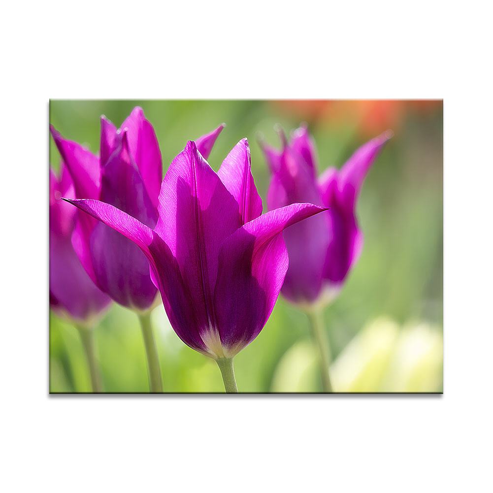 Vorfreude auf Purple Dream  Blumenbild auf Leinwand, Kunstdruck oder FineArt