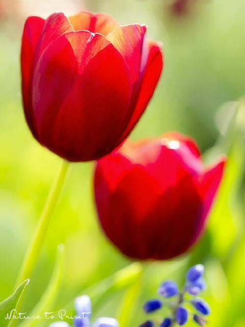 Blumenbild Red Tulips