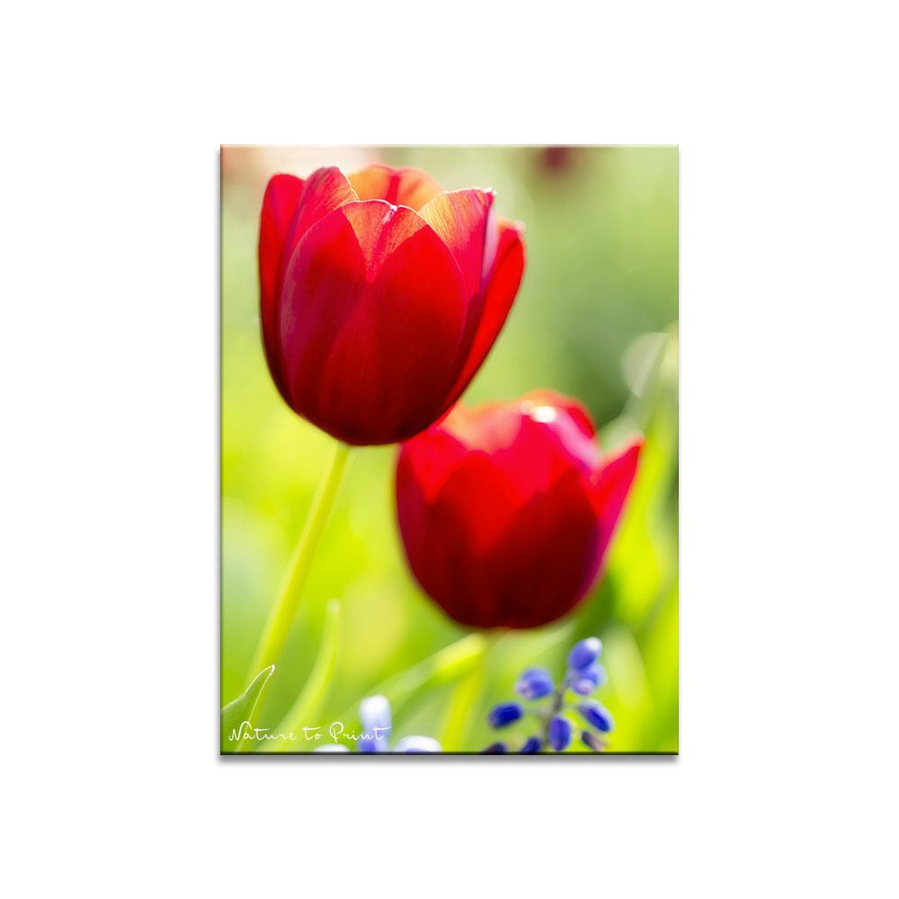 Red Tulips  | Blumenbild auf Leinwand, Kunstdruck, FineArt, Acrylglas, Alu, Fototapete, Kissen