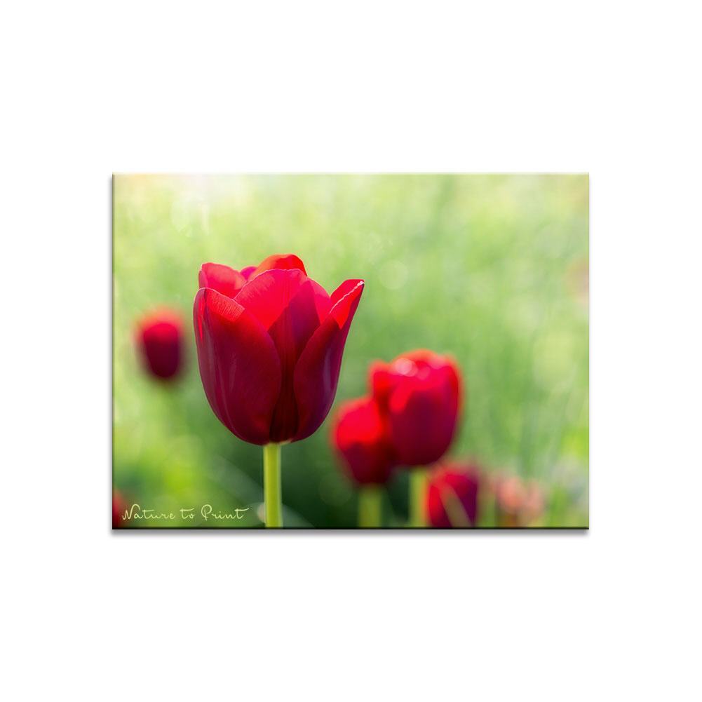 Rote Tulpen am Morgen  | Blumenbild auf Leinwand, Kunstdruck, FineArt, Acrylglas, Alu, Fototapete, Kissen