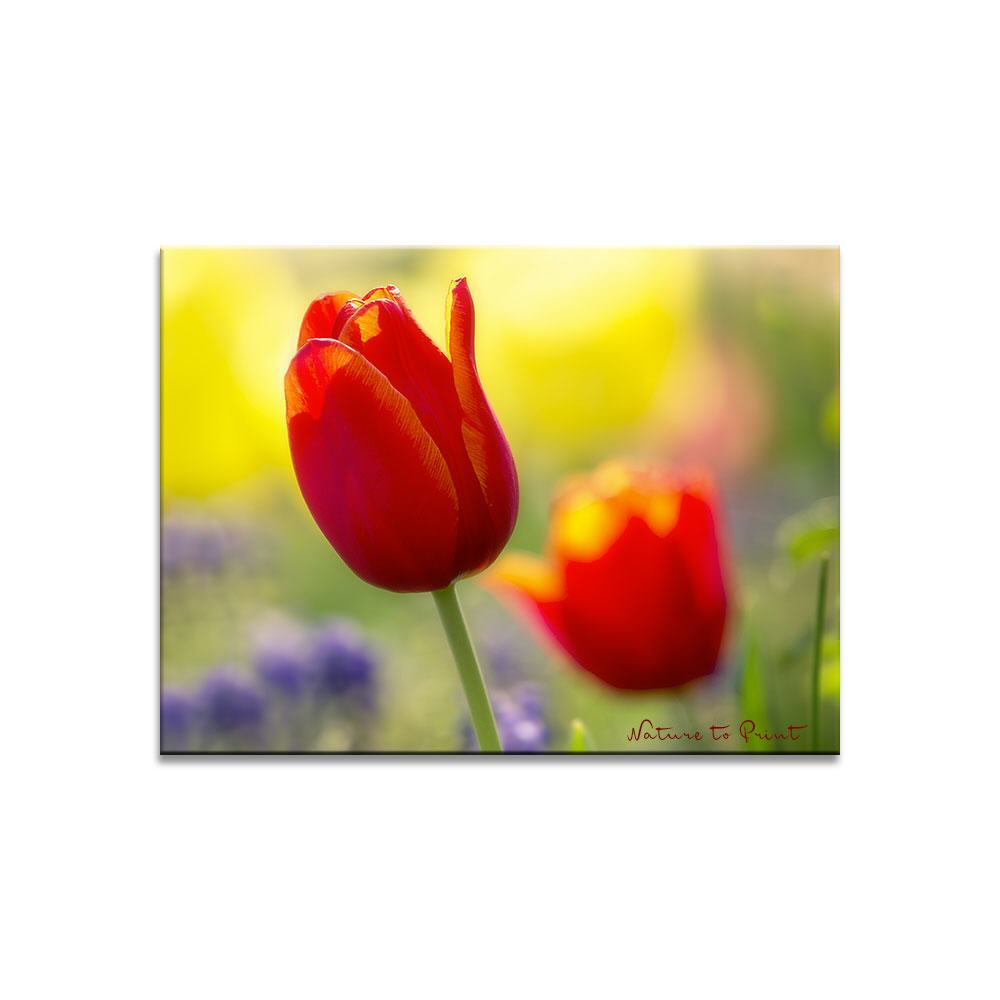 Rote Tulpen, von der Sonne geküsst | Blumenbild auf Leinwand, Kunstdruck, FineArt, Acrylglas, Alu, Fototapete, Kissen