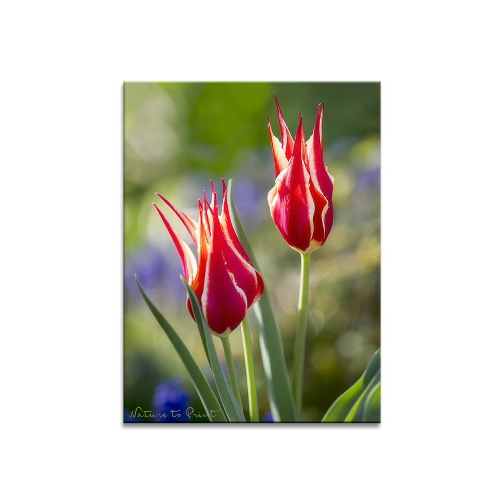 Aladdin im Frühlingsgarten |  Blumenbild auf Leinwand, Kunstdruck, FineArt, Acrylglas, Alu, Fototapete, Kissen