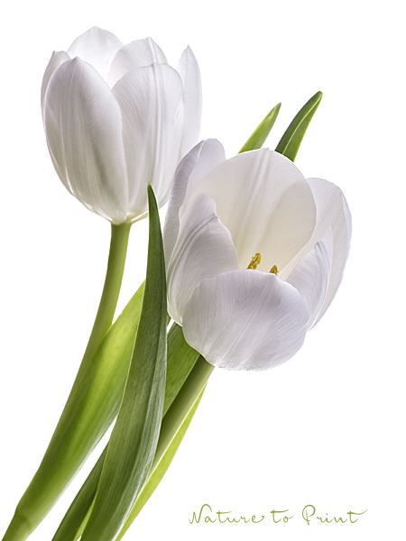 Leinwandbild Kunst-Druck 100x50 Bilder Blumen & Pflanzen Weiße Tulpen 