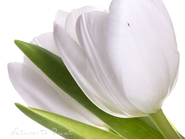 Tulpenbild: Two white Tulips, quer